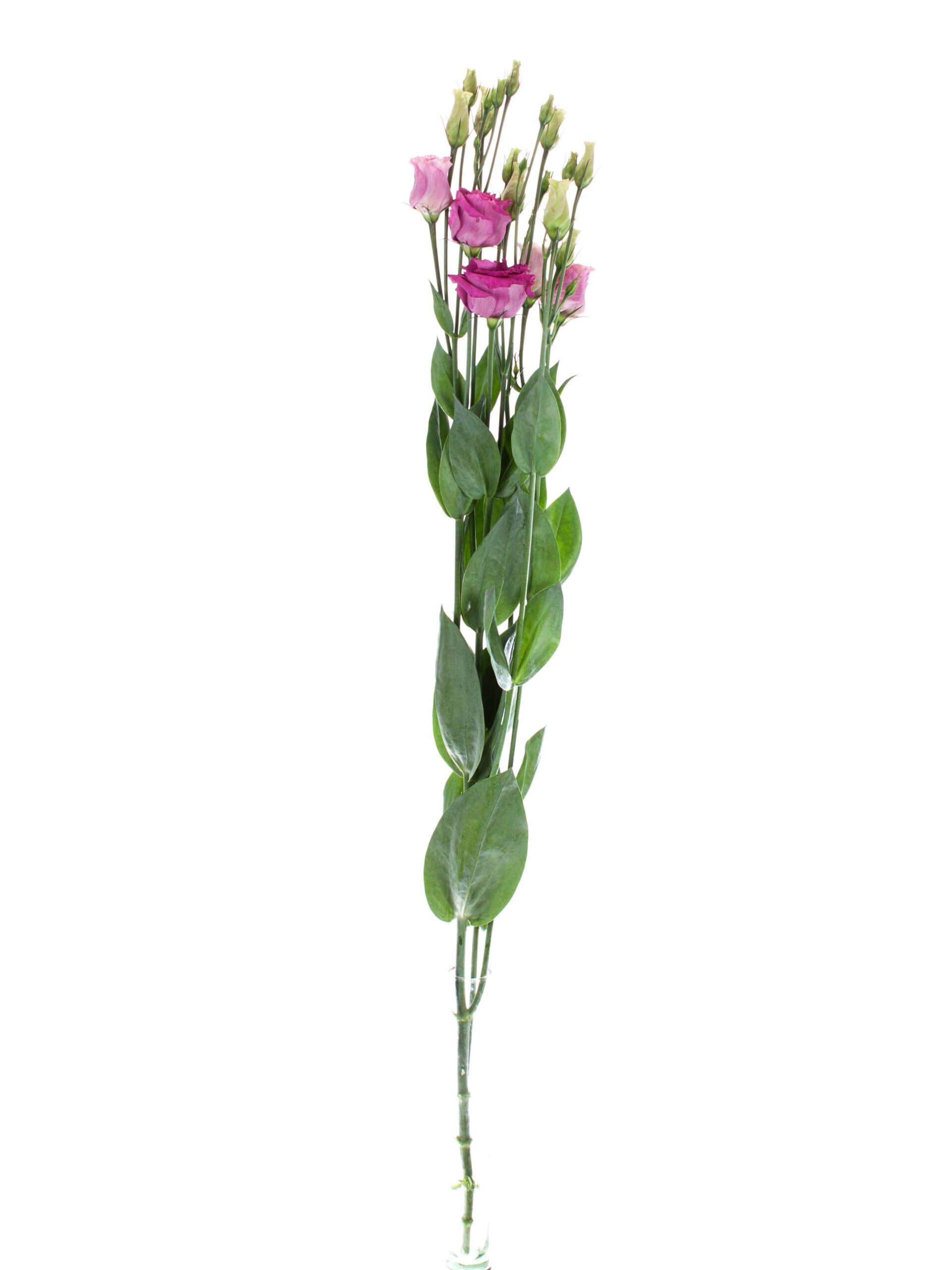 blumigo-lisianthus-arosa-red-schnittblume-pink image 3