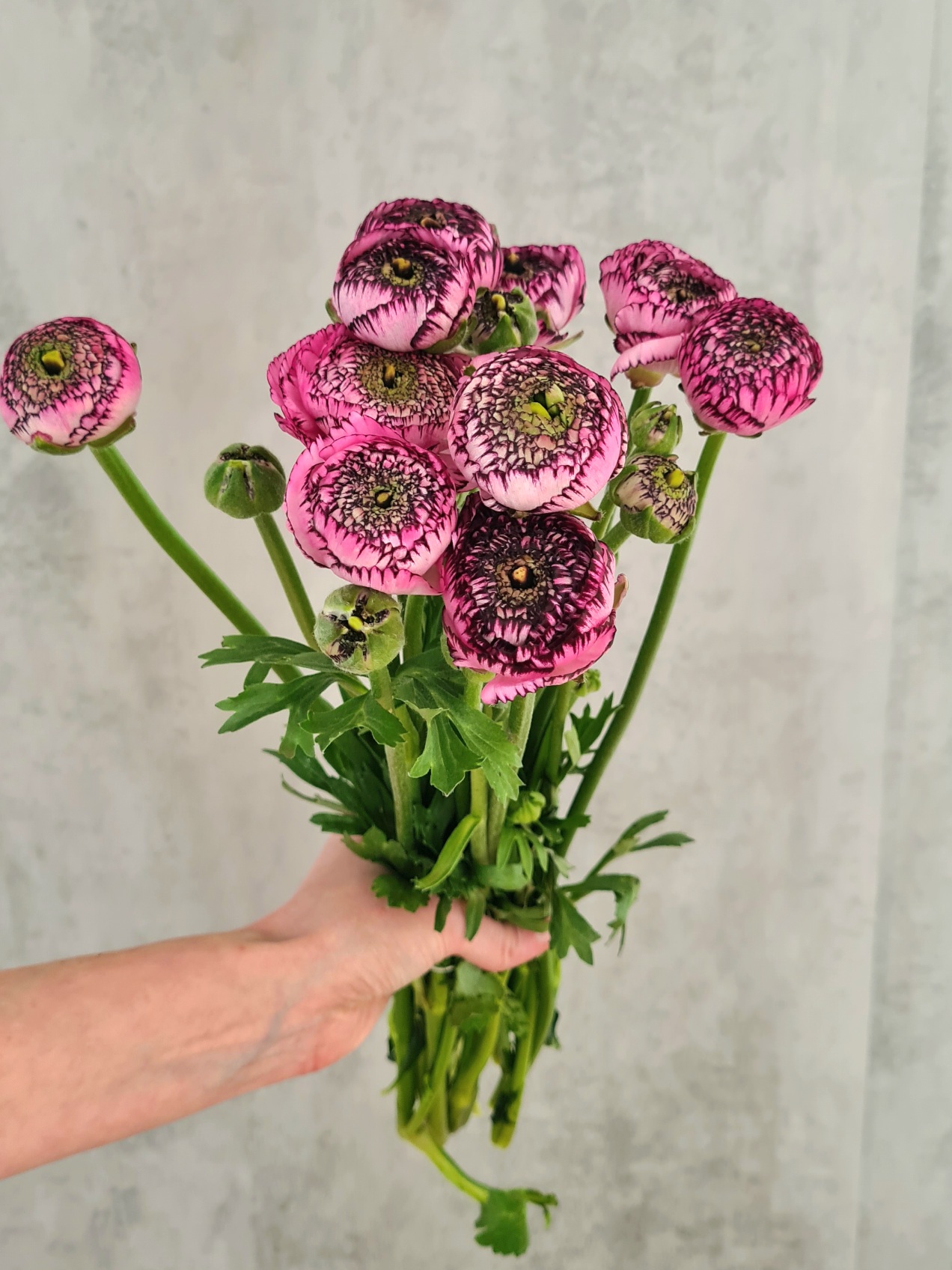 blumigo-ranunkeln-xl-cloni-success-751-schnittblume-pink-rosa image 1