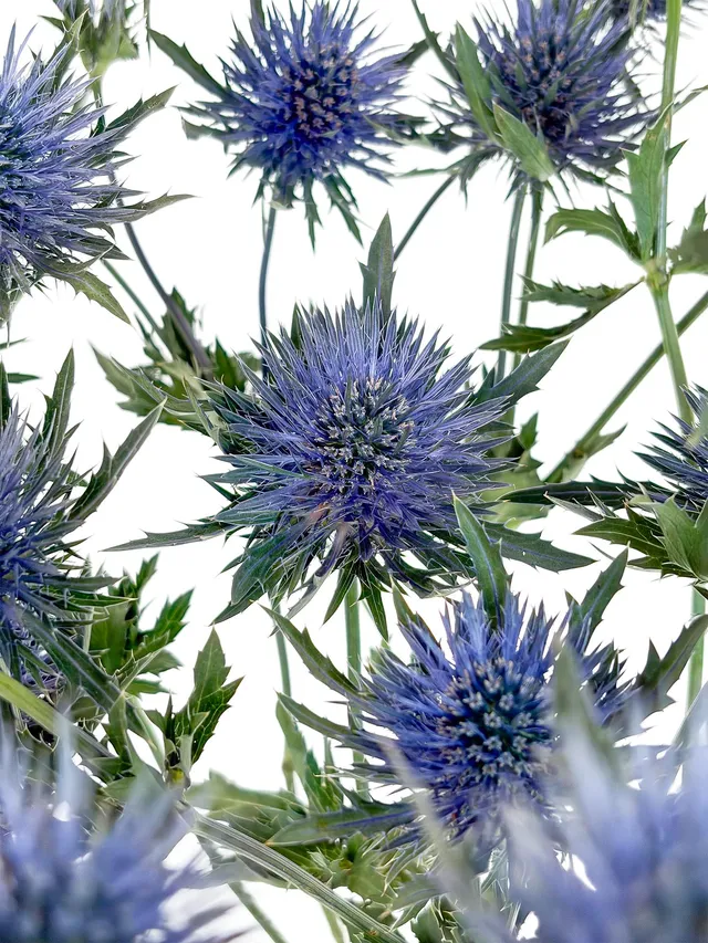 blumigo-disteln-magnetar-qstar-schnittblume-blau image 1