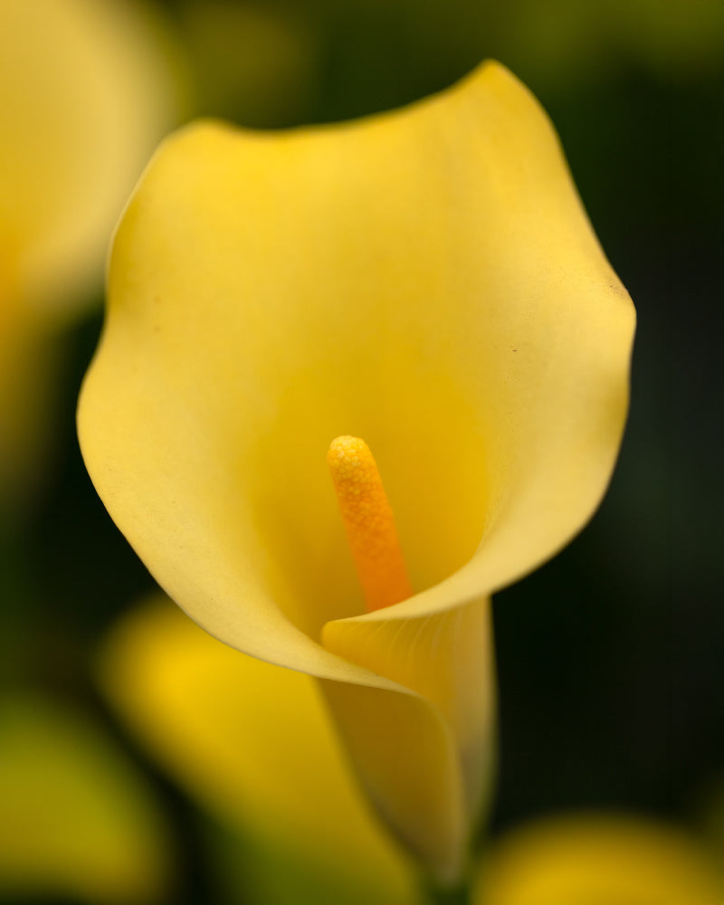 feey-amsterdam-calla-knollen-gelb-3-stk-au-enpflanze image 2