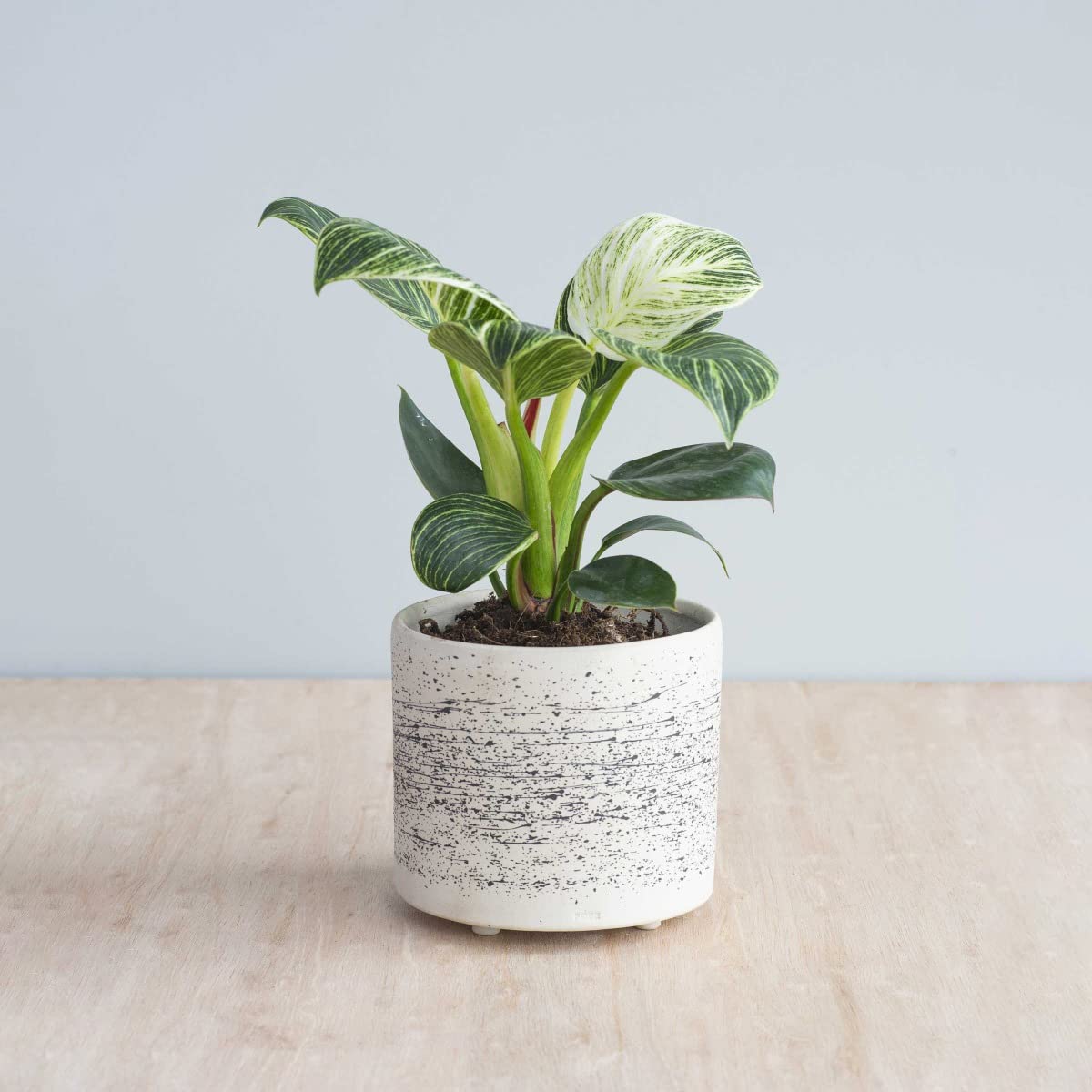 plnts-philodendron-birkin-zimmerpflanze-11cm-topf-panaschiert image 7