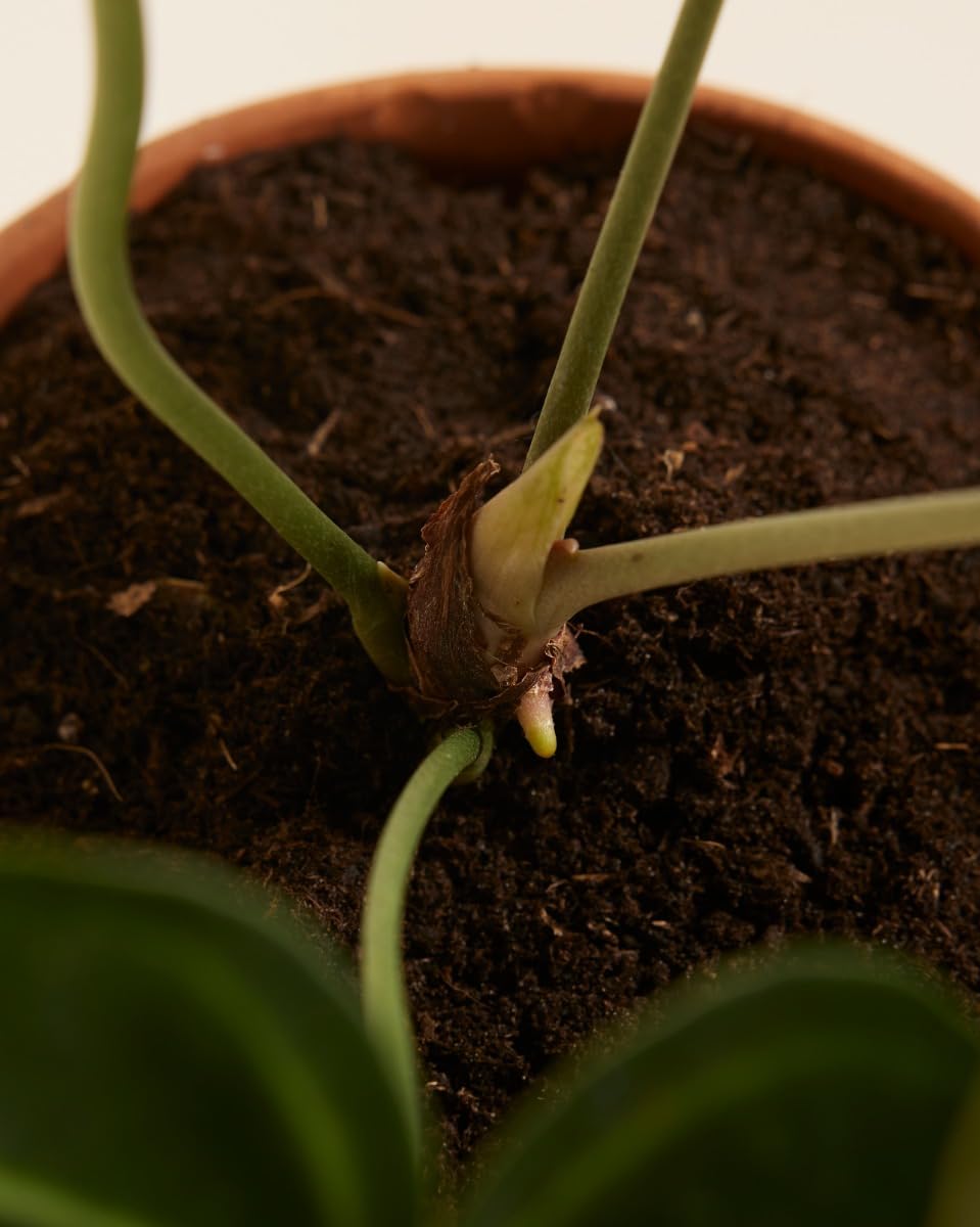 plnts-rareplnts-anthurium-clarinervium-herzblattblume-15-cm-topf image 5