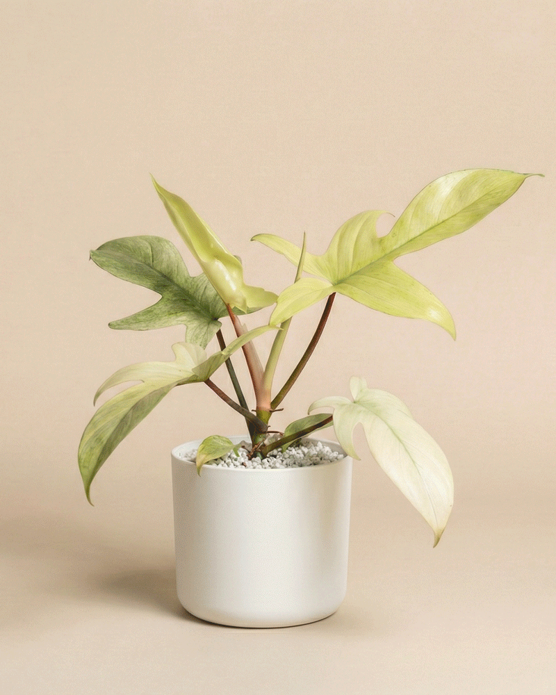 feey-variado-philodendron-florida-ghost-ohne-bertopf image 6