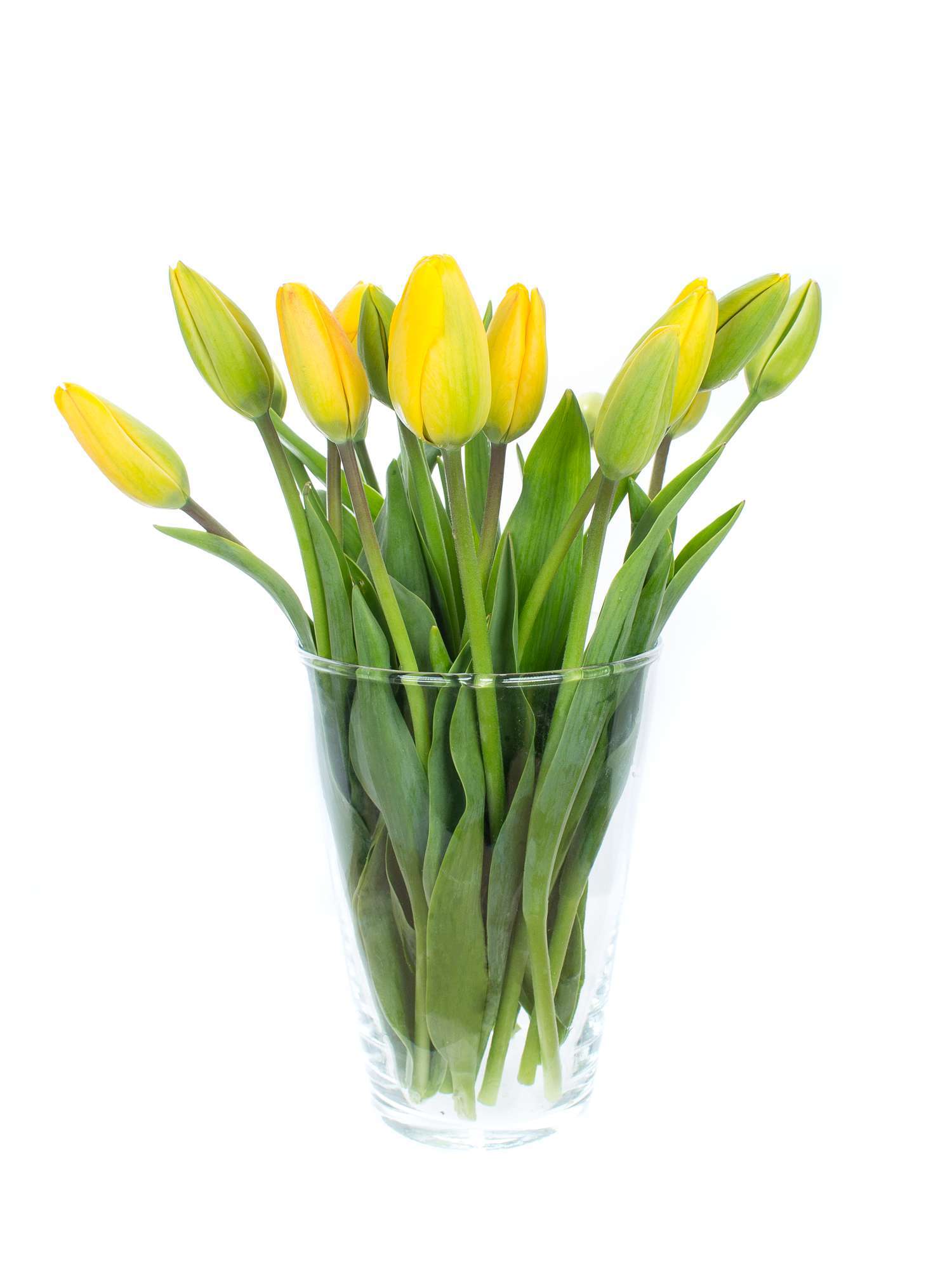 blumigo-tulpen-golden-parade-gelbe-schnittblumen-frisch-knospig image 2