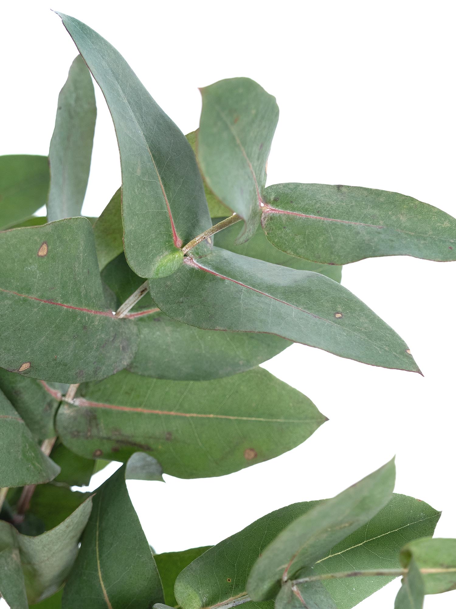 blumigo-robusta-eukalyptus-gr-n-bund-frisch-deko-gr-n image 4
