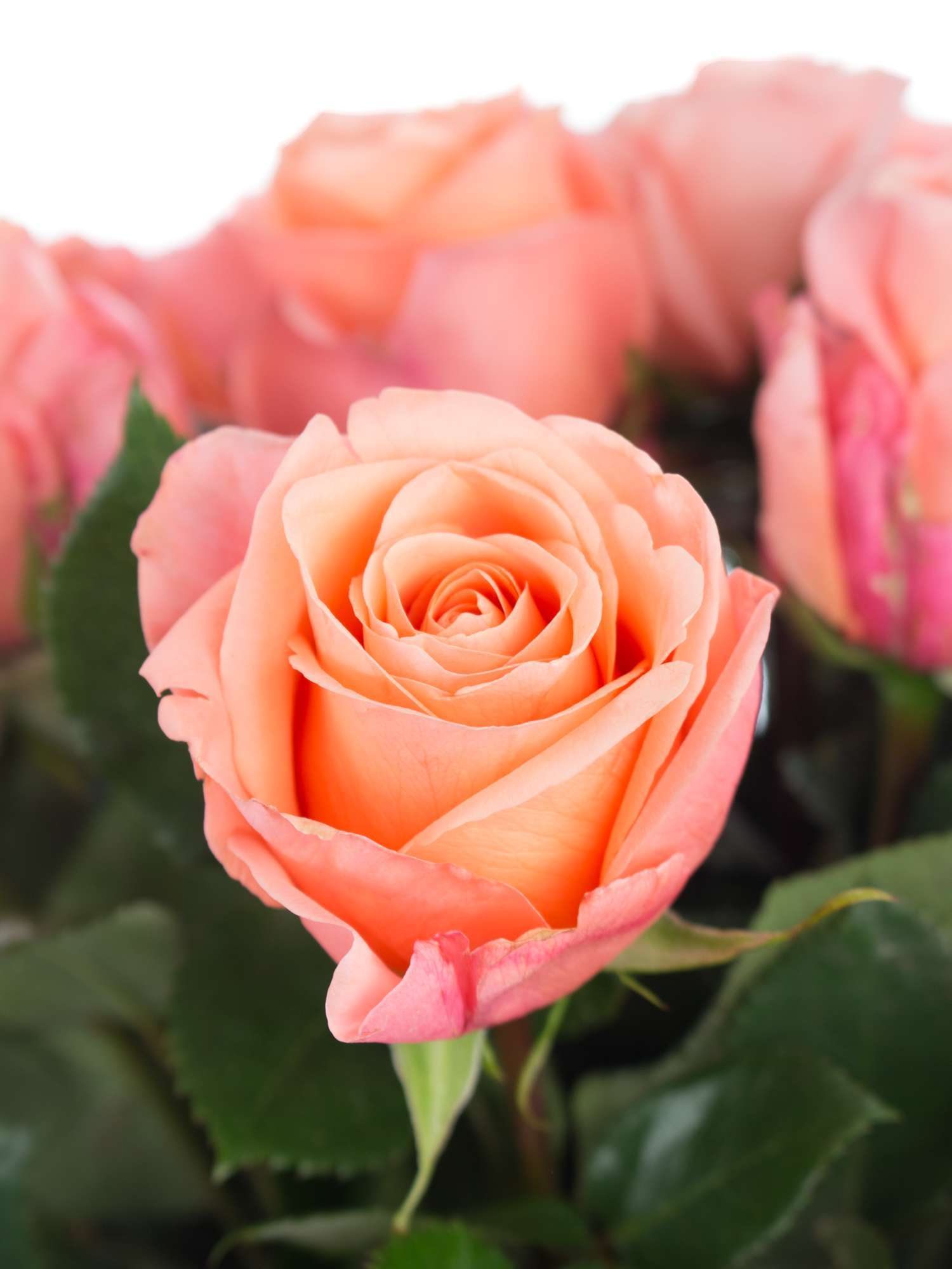 blumigo-rosen-lady-margaret-schnittrosen-lachs-creme image 4