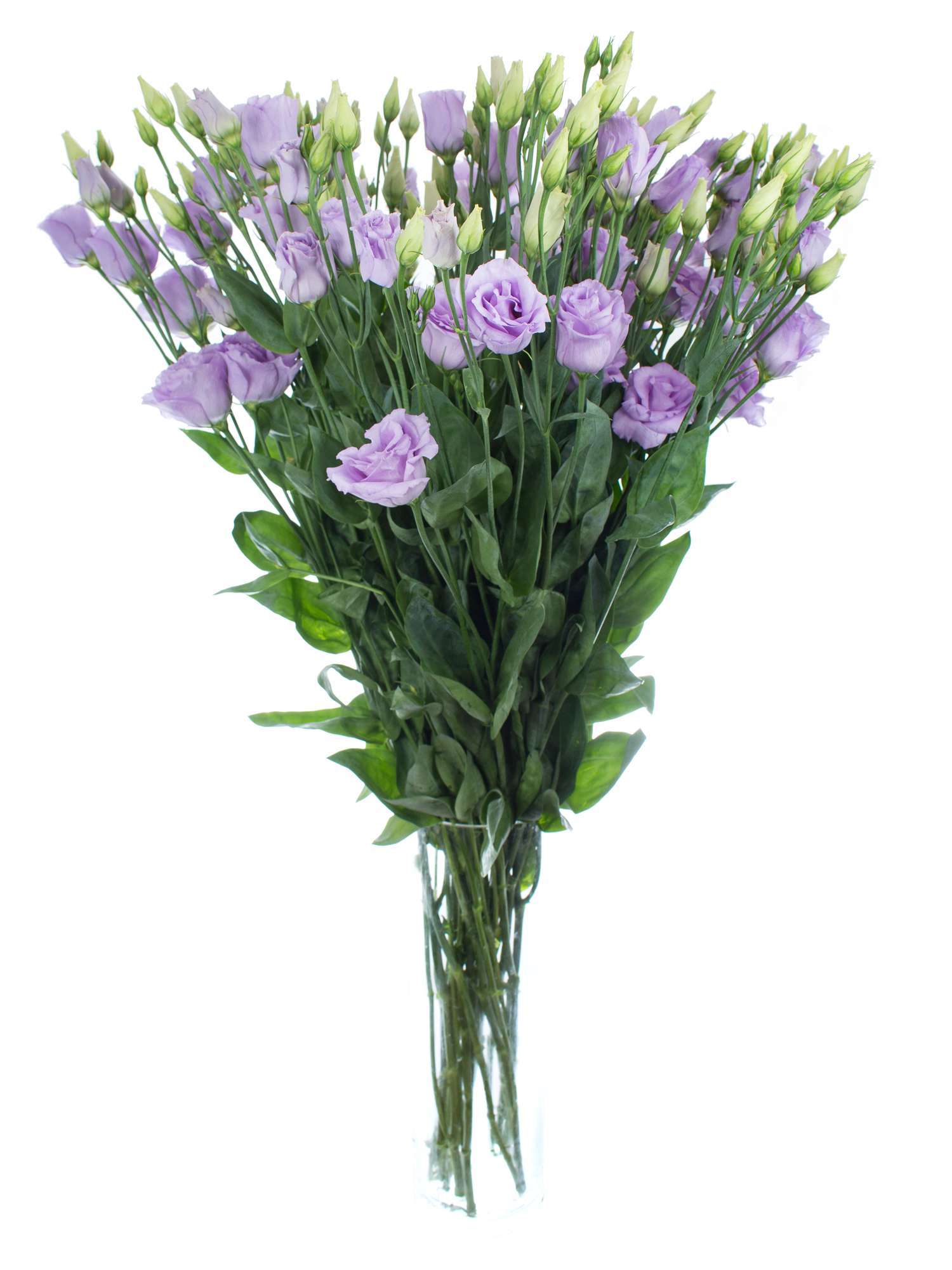 blumigo-rosita-lavender-lisianthus-lila-frische-schnittblume image 2