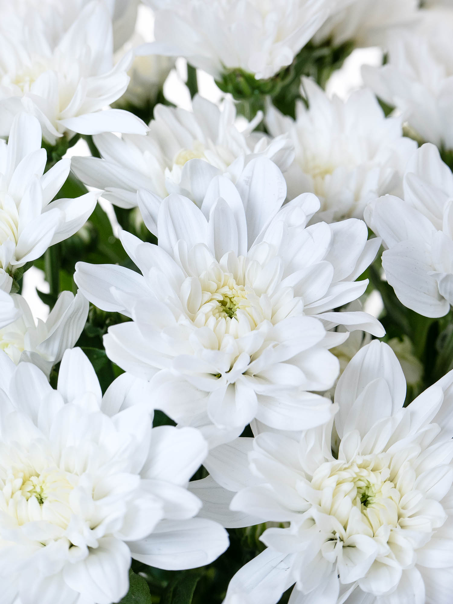 blumigo-chrysanthemen-baltica-verzweigt-wei-schnittblume image 1