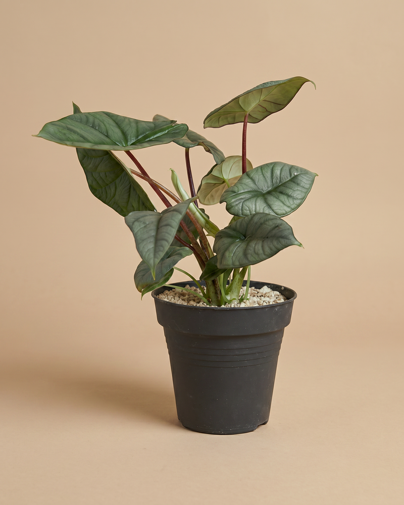 feey-variado-alocasia-silver-nebula-elefantenohr-ohne-bertopf-rar image 3