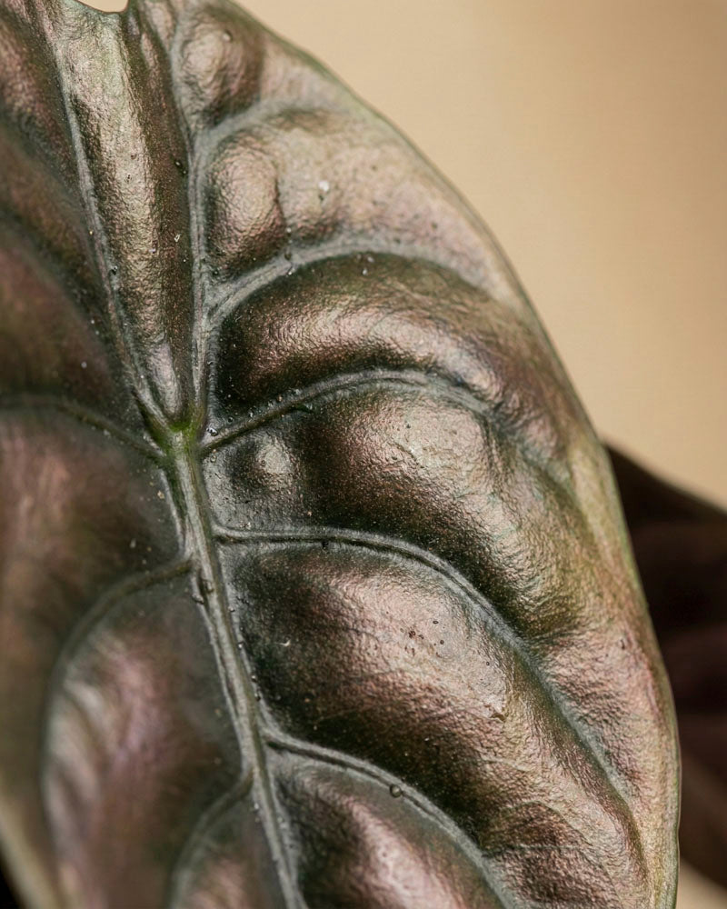 feey-variado-alocasia-trio-zimmerpflanzen-3er-set image 8