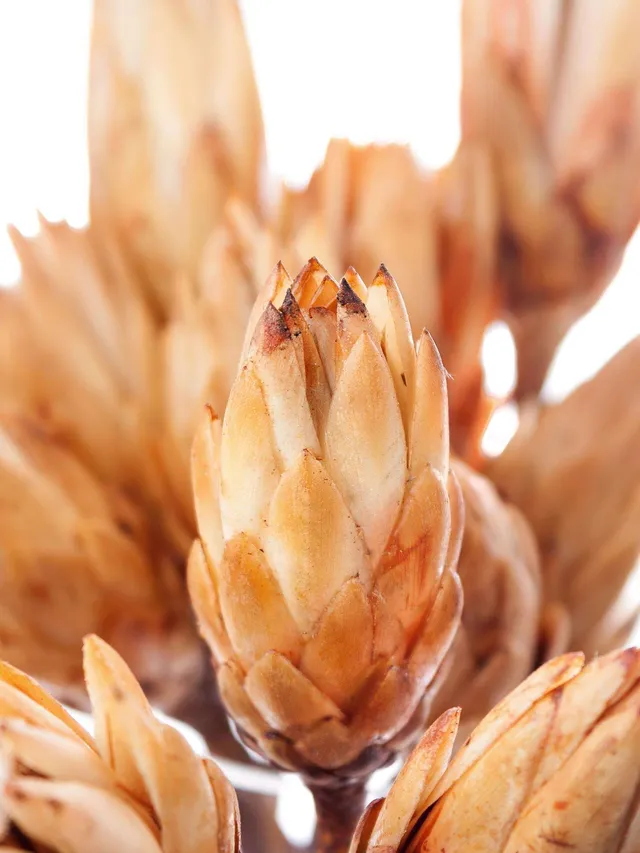 blumigo-protea-repens-trockenblumen-natur-3-st-ck-creme image 1