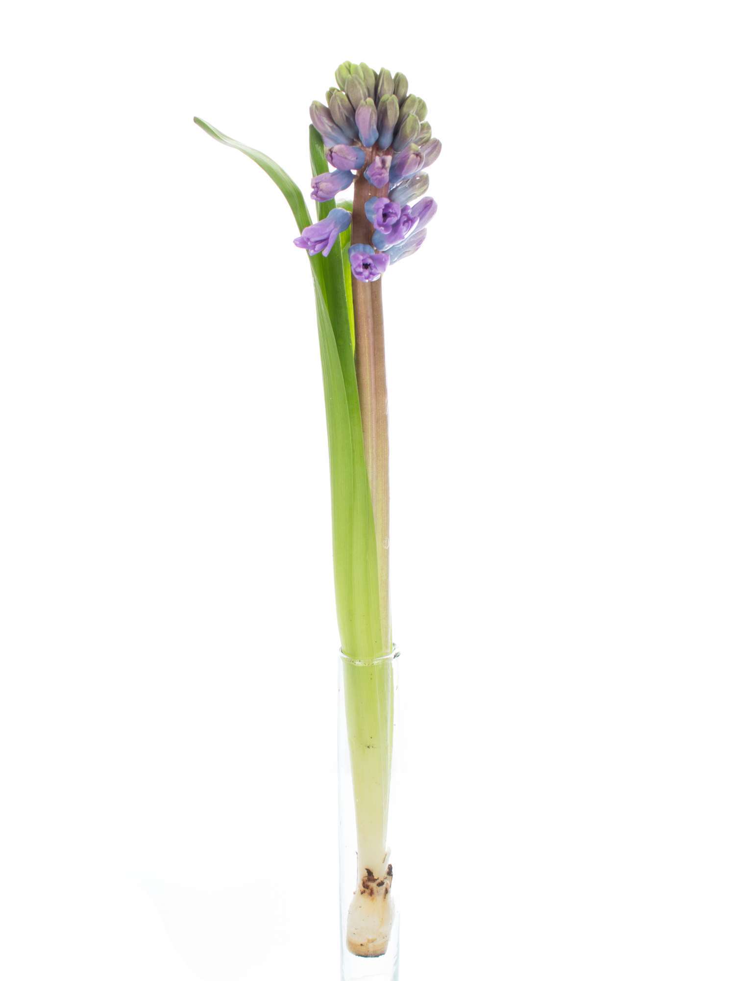 blumigo-fr-hlingsknollen-hyazinthen-purple-star-violett image 3